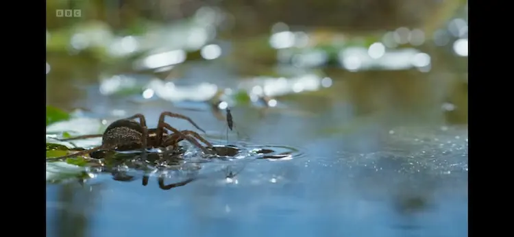 Raft spider (Dolomedes fimbriatus) as shown in Wild Isles - Freshwater
